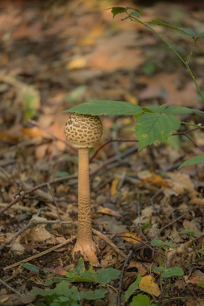Champignon avec feuille par Moetwil en van Dijk - Fotografie
