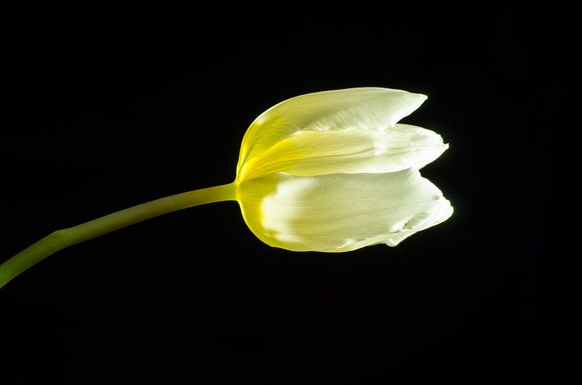 Das Licht in der Tulpe von Marian Roest
