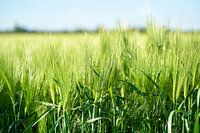 Gerste auf einem Feld