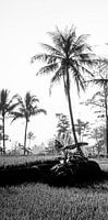 Schwarz-Weiß-Foto eines Reisfeldes auf Bali (Teil 1 eines Triptychons)