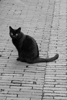 Utrecht - Schwarze Katze