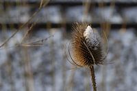 Wild Teasel in winter