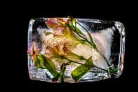 Fleurs gelées, fleurs colorées gelées dans la glace