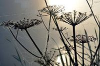 Morning dew at foggy sunrise on bear claws with cobwebs