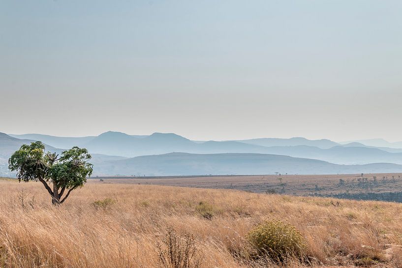 Savannah Afrique du Sud par Mark den Boer
