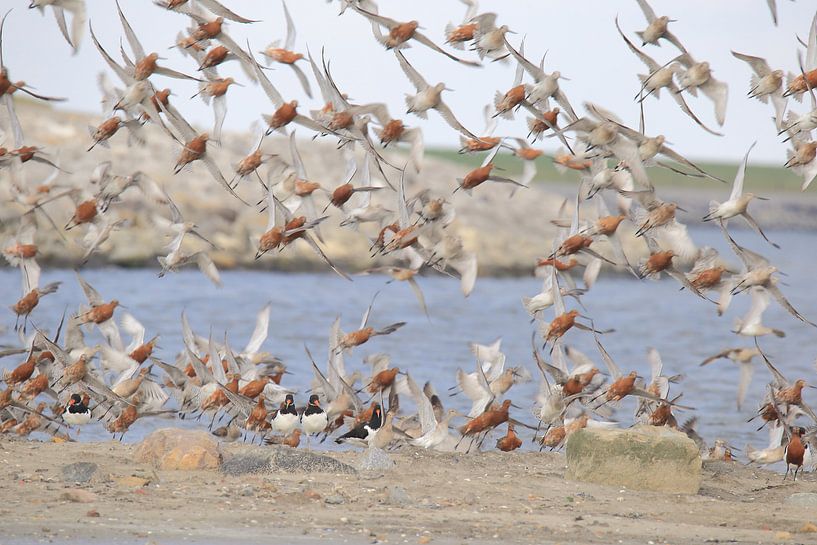 Red-tailed black-tailed godwit by Rinnie Wijnstra (FotoAmeland )