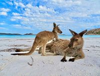 Un kangourou et ses petits se reposent sur la plage