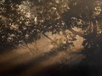 Lumière dorée sur un matin brumeux