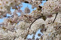 Cerisier japonais en fleur Sakura
