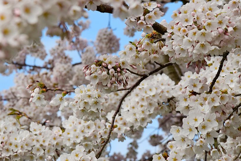 Japanese cherry blossom Sakura by Corine Dekker
