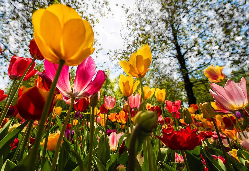 Tulpen richting de Zon von Brian Morgan