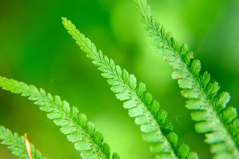 Blatt-Stil von Ellinor Creation