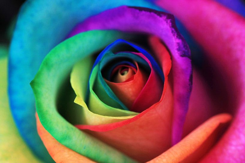 happyrose von marlies bouten