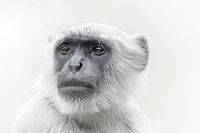 Affen-Porträt
