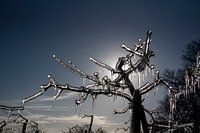 Eingefrorener Obstbaum