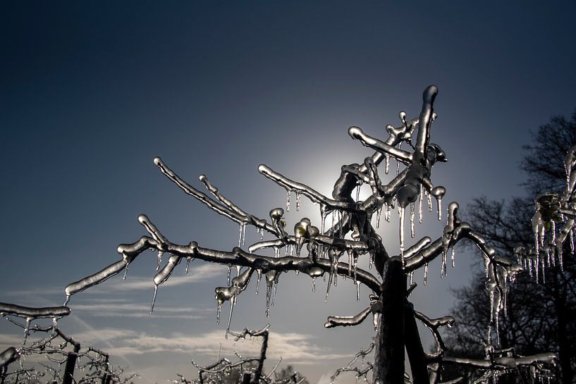 Arbre fruitier gelé par John Linders