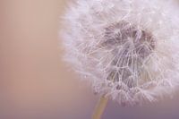dandelion with drops