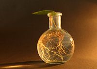 Pfannkuchenschnitt auf Vase