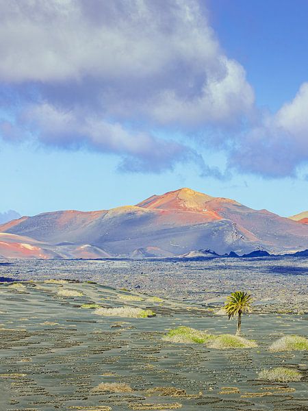 viniculture by Michael Schulz-Dostal