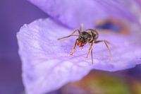 Mier op paars Viooltje