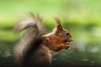 Rotes Eichhörnchen aus nächster Nähe fotografiert
