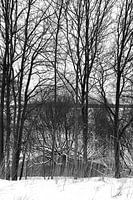 Graphique des arbres dans la neige