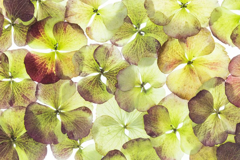 Hortensia (Hydrangea Macrophylla) van Carola Schellekens