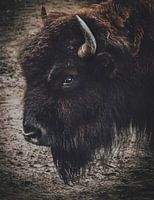 Bison