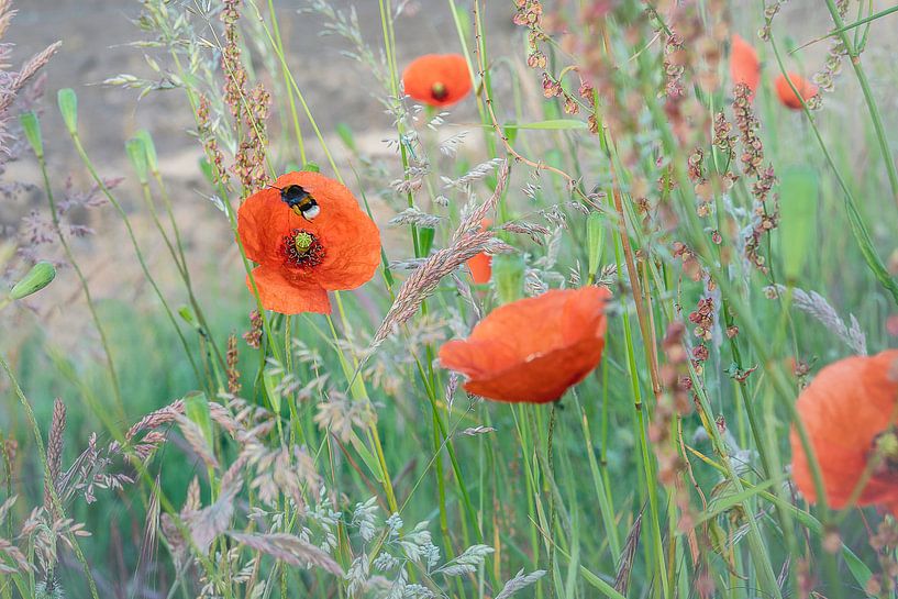 Soft poppy by Stefanie van Dijk