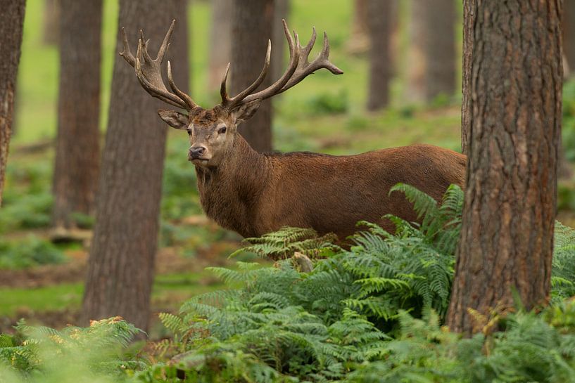 Cerf rouge mâle dans un paysage forestier avec fougères par Jeroen Stel