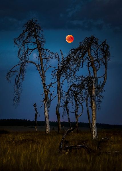 Supermaan boven de Hoge Venen von Peter Poppe