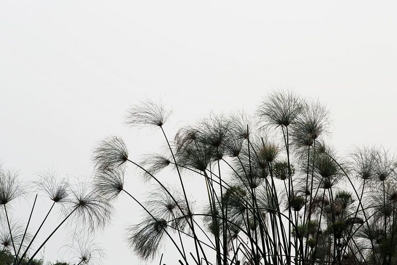 Korbfedersilhouette im Okavango-Delta auf weißem Hintergrund von Tjeerd Kruse