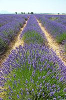 Lavendelvelden in de Provence