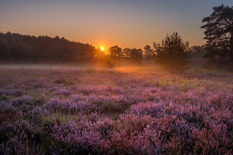 Sonnenaufgang an der Brunssummerheide / Heidekrautlandschaft von Maurice Meerten