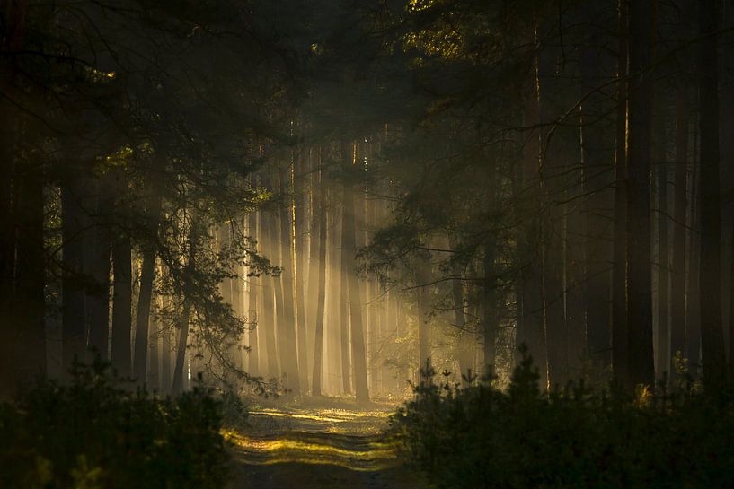 Dans la forêt des contes de fées par Heiko Lehmann