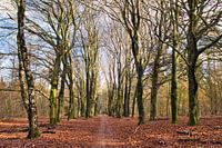 Le long chemin forestier