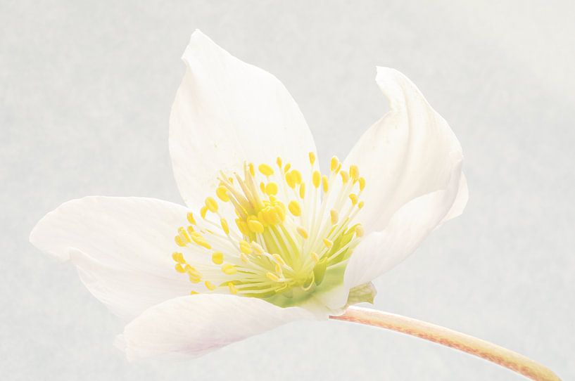 Christrose von Silvia Waajen