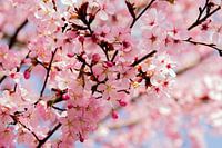 (Kirsch-)Blüte in voller Blüte