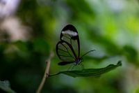 Glas Schmetterling