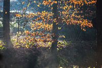 Sonnenlicht auf Blättern