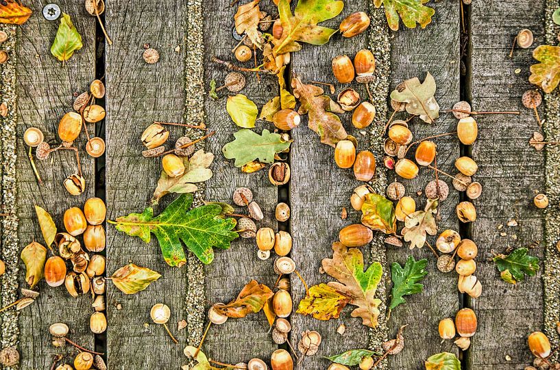 Acorns on wood by Frans Blok - photos, art and other wall decoration