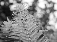 Schwarzer und weißer Farn im Sonnenlicht