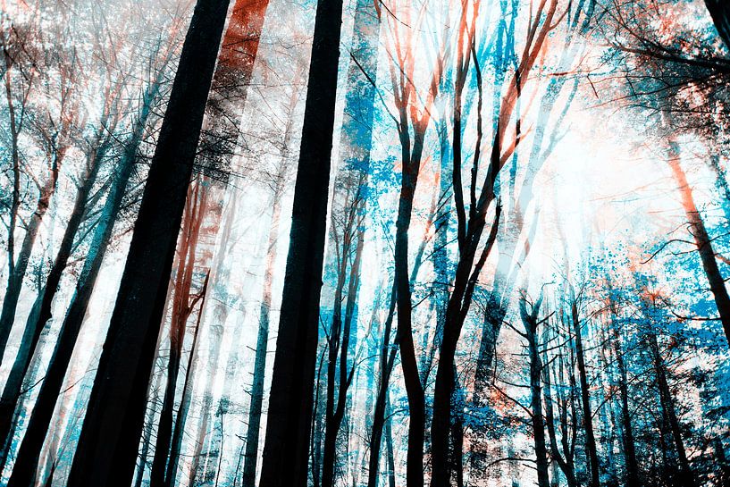 Sommer Wald von FRESH Fine Art