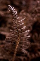 Red-brown fern plant in winter - botanical interior