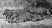 Auf Safari in Afrika: Gruppe von Zebras beim Trinken an einem Wasserloch