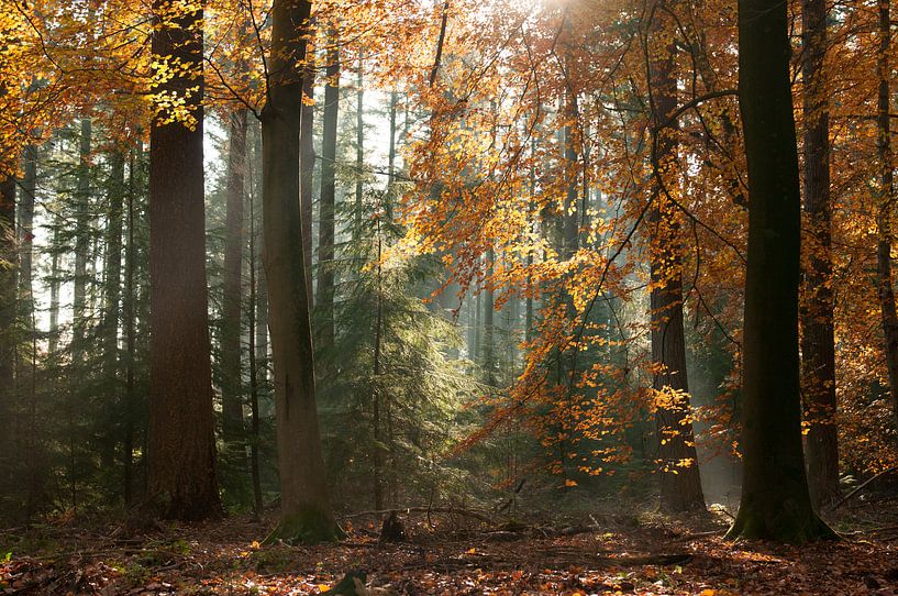 Speulderbos by Nancy van Verseveld