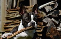 Boston Terrier kaut auf Ast