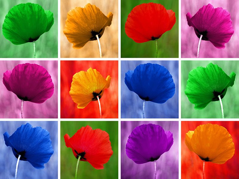 Mohnblumen von Violetta Honkisz