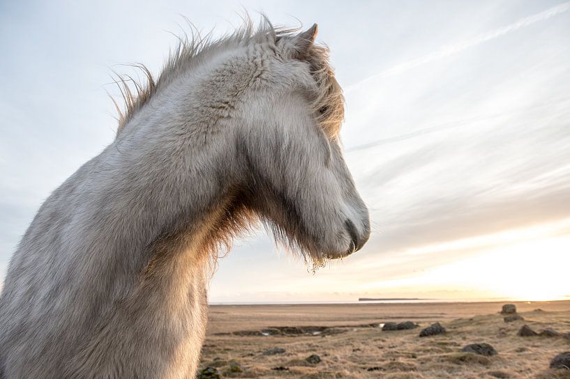 Icelandic horse in winter by Inge Jansen