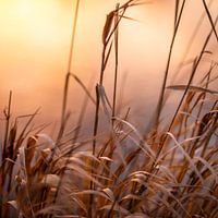 Schilf in der Abendsonne